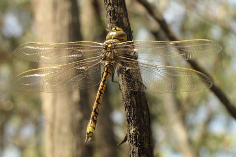 Vik Dunis: Australian Emperor Dragonfly